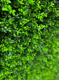 Wintergreen Buxus - S13
