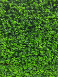 Wintergreen Buxus - S13