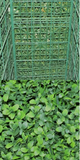 Wintergreen Buxus